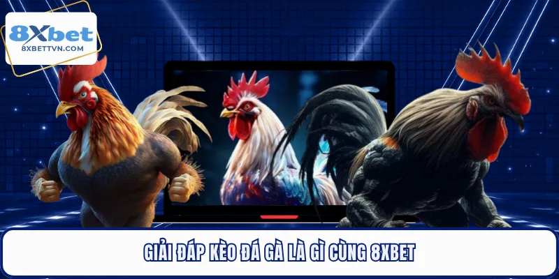 Giải đáp kèo đá gà là gì cùng 8XBET